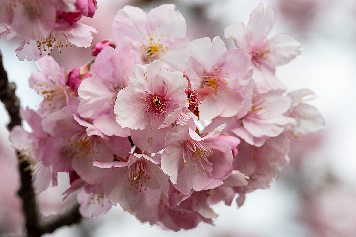 三浦海岸の河津桜