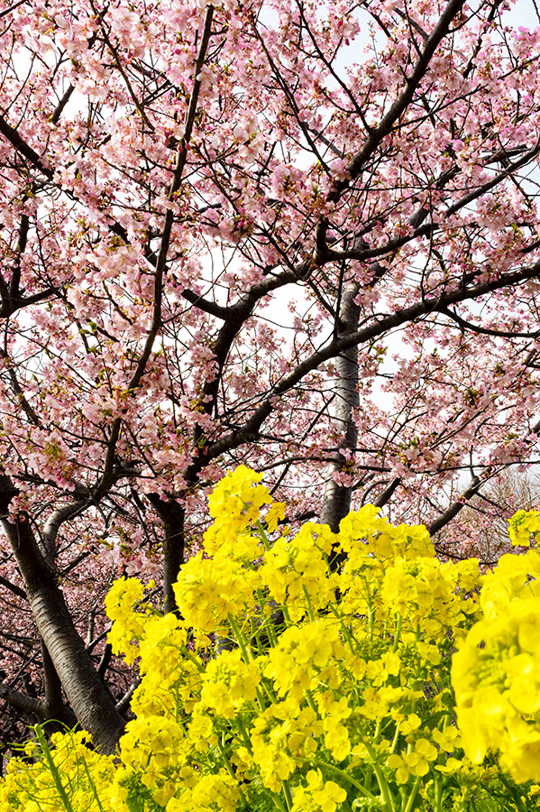 三浦海岸の河津桜