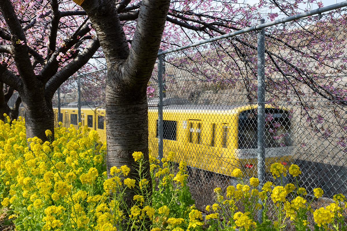 三浦海岸の河津桜