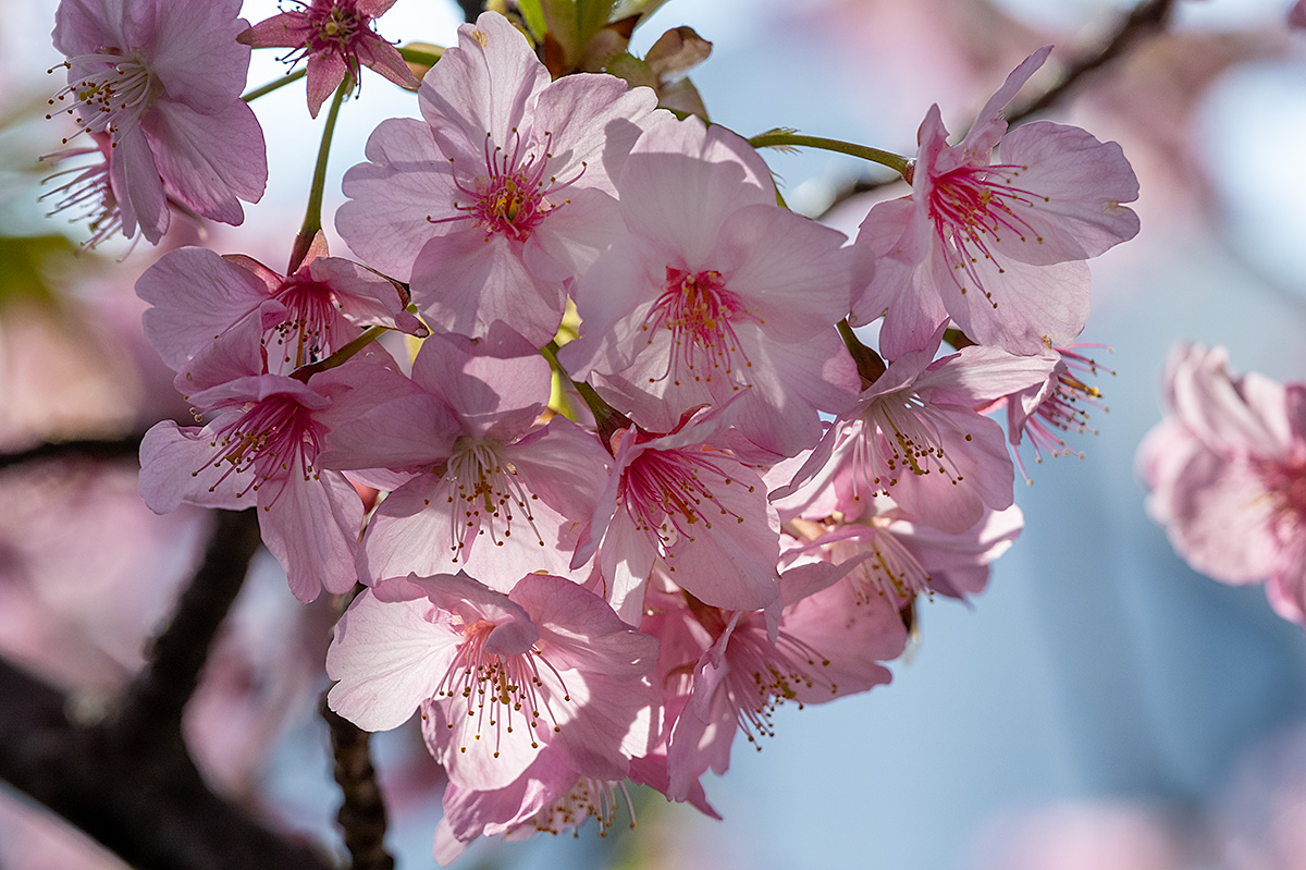 三浦海岸の河津桜