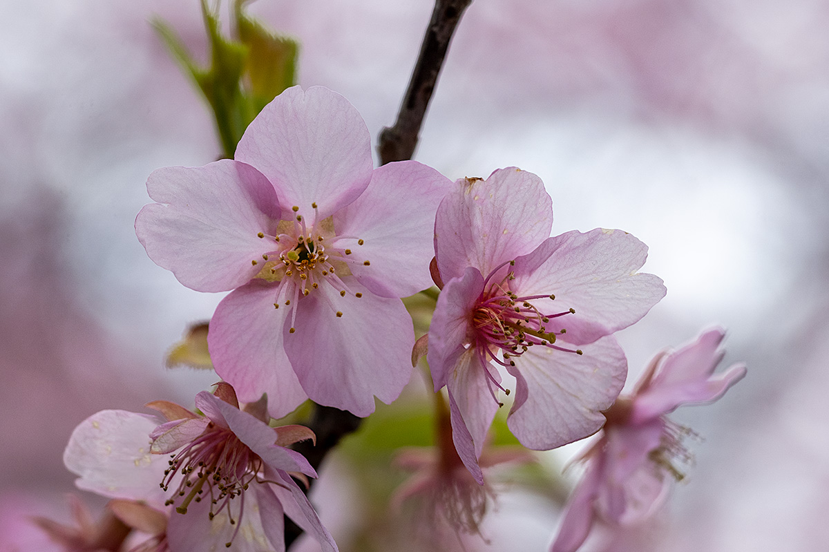 河津桜