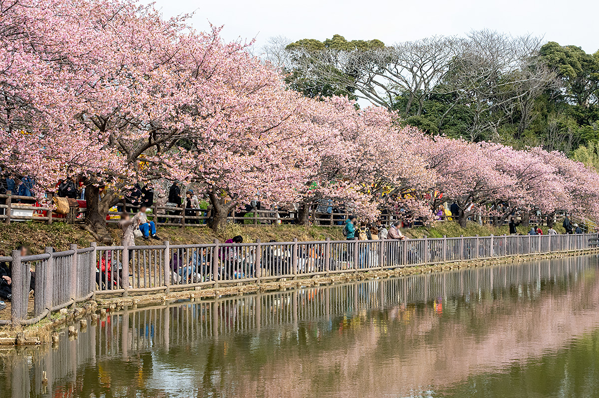 三浦海岸の河津桜