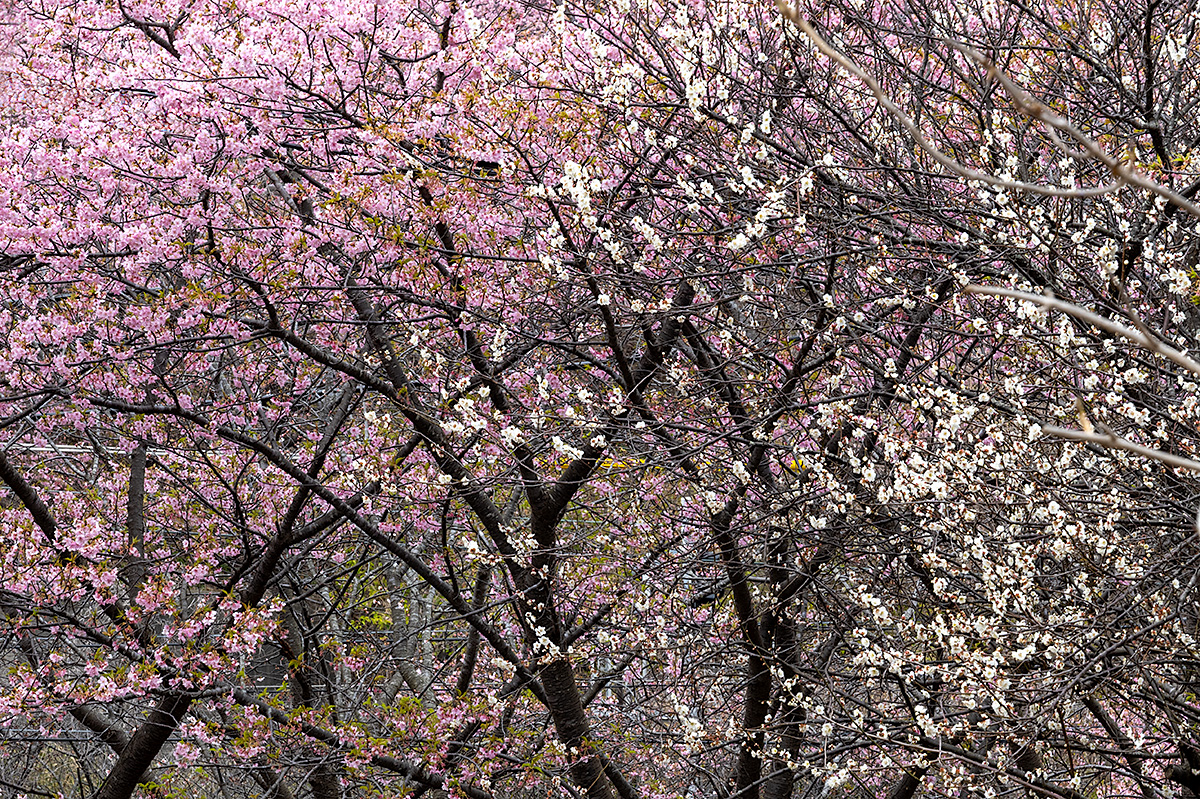 三浦海岸の河津桜