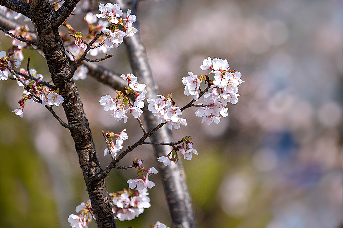 玉縄桜（たまなわざくら）