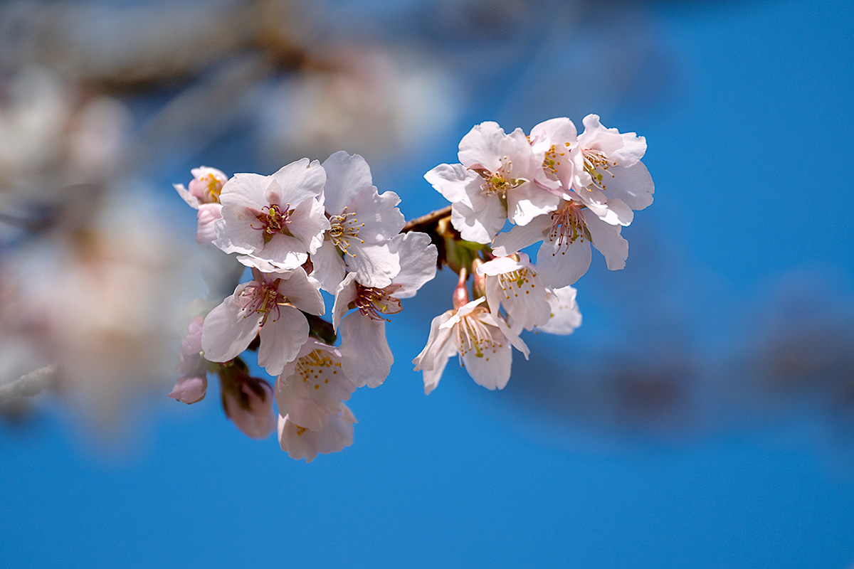 玉縄桜（たまなわざくら）