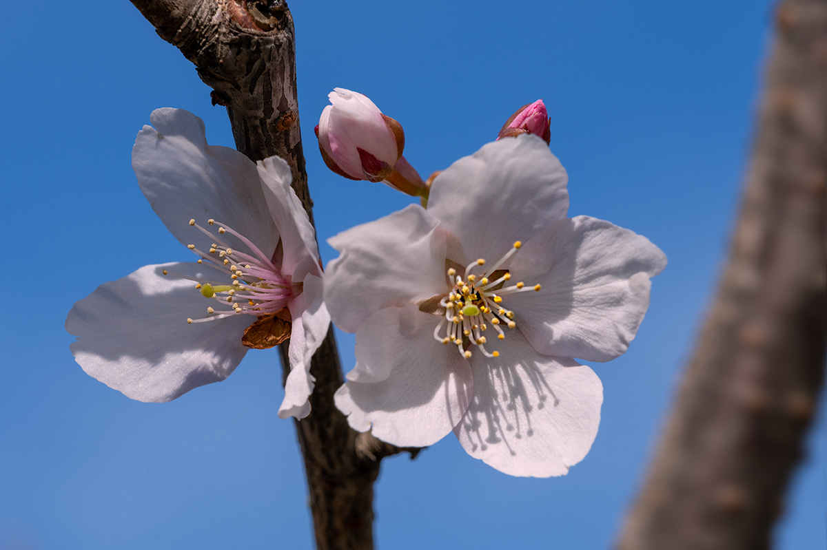 玉縄桜（たまなわざくら）