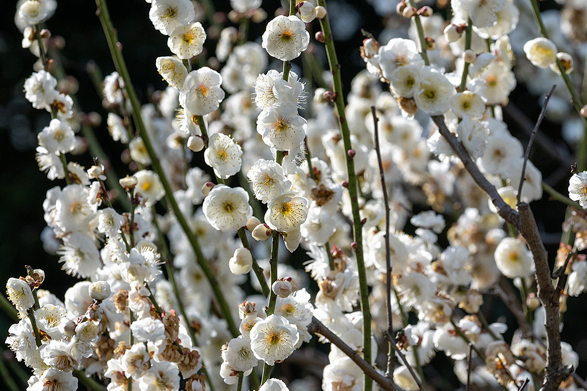 八重茶青（やえちゃせい）