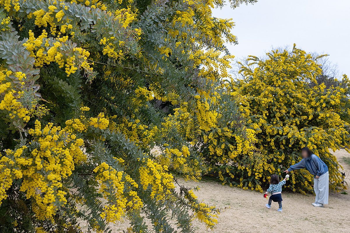 ミモザ（ mimosa ）