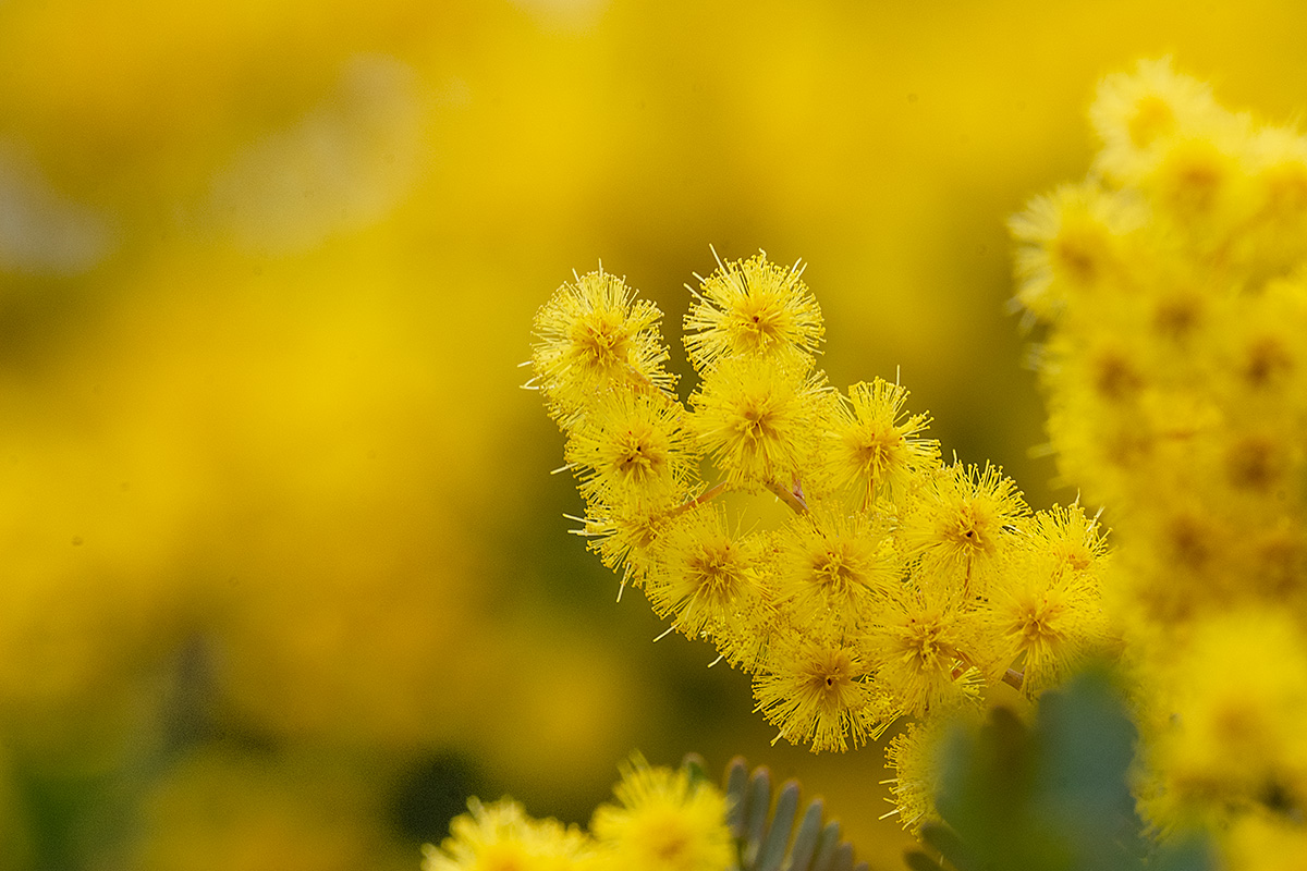 ミモザ（ mimosa ）
