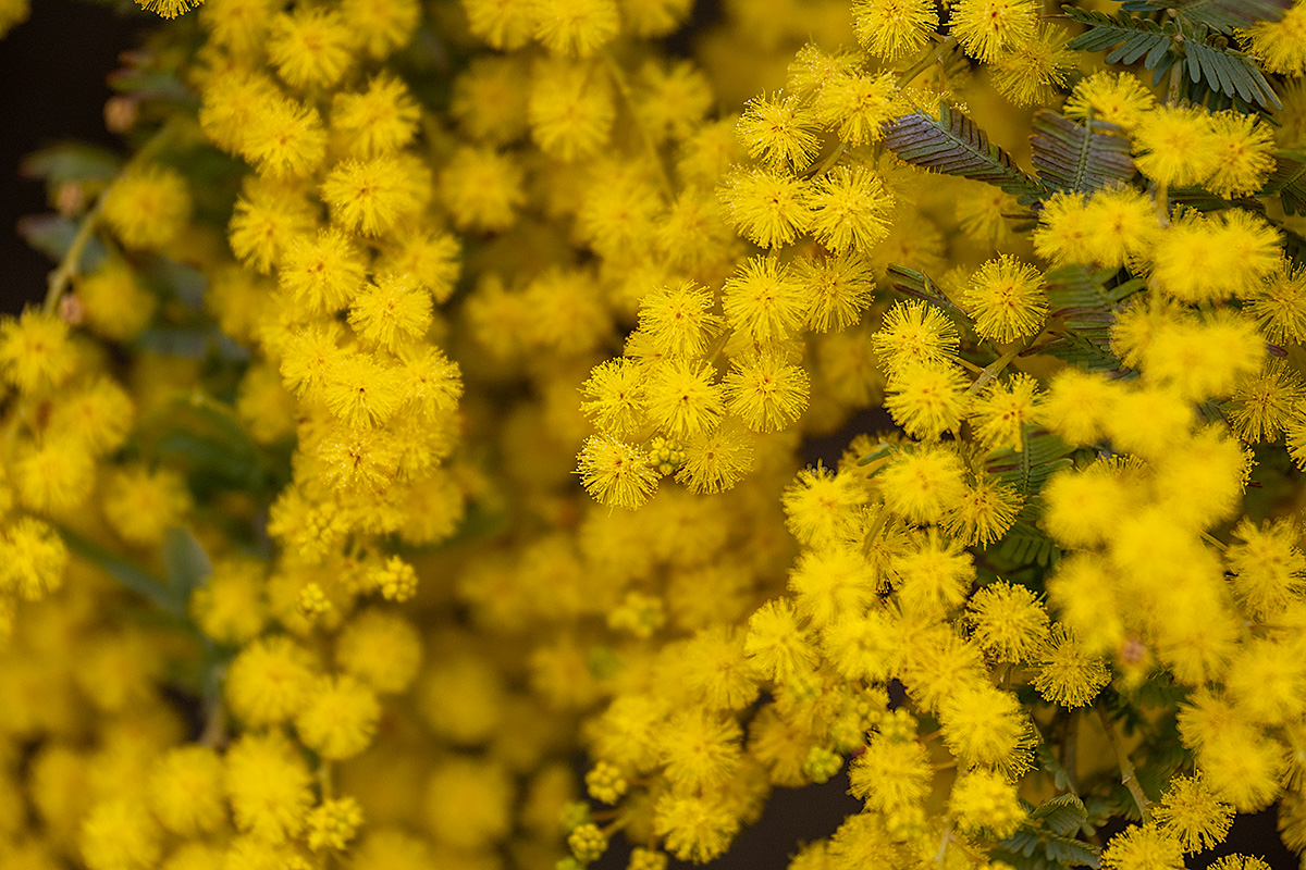 ミモザ（ mimosa ）