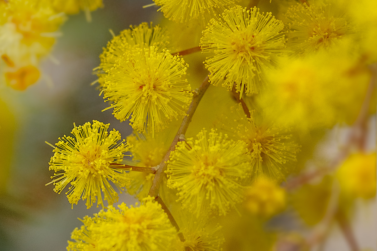 ミモザ（ mimosa ）