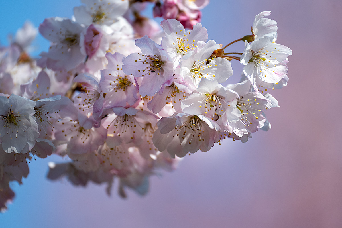 早咲き桜　春めき（ハルメキ）