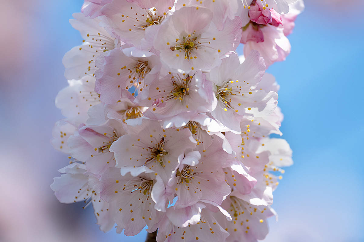 早咲き桜　春めき（ハルメキ）