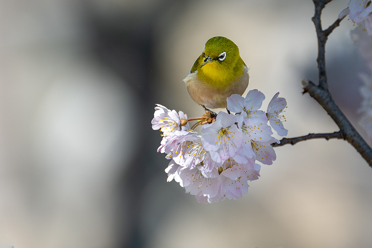 早咲き桜　春めき（ハルメキ）とメジロ