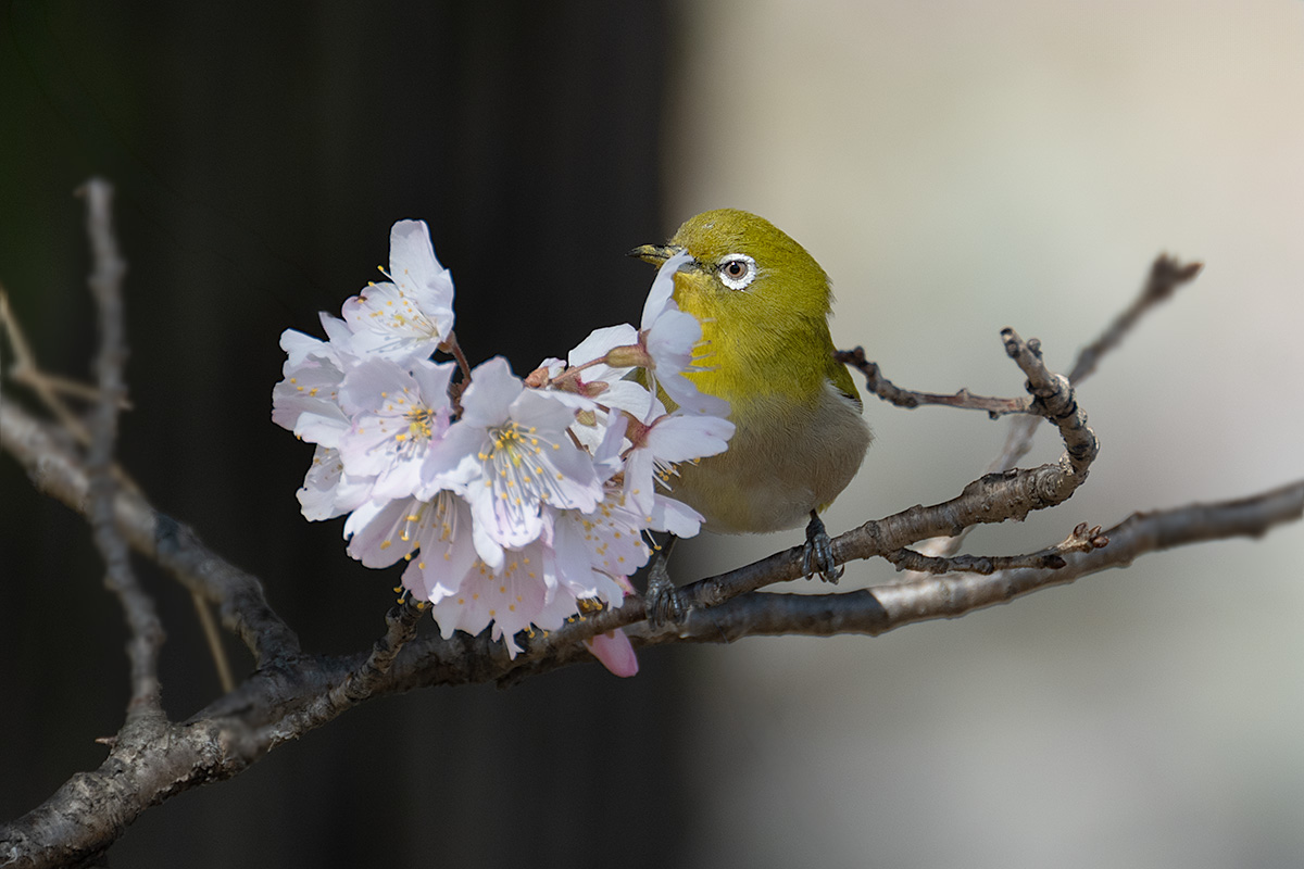 早咲き桜　春めき（ハルメキ）とメジロ