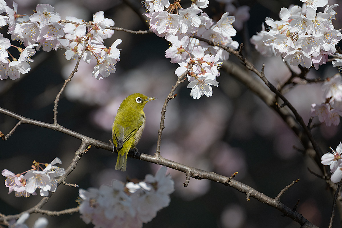 早咲き桜　春めき（ハルメキ）とメジロ