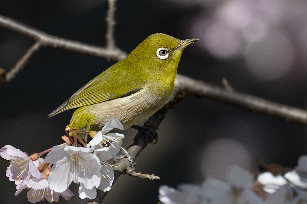 早咲き桜　春めき（ハルメキ）とメジロ