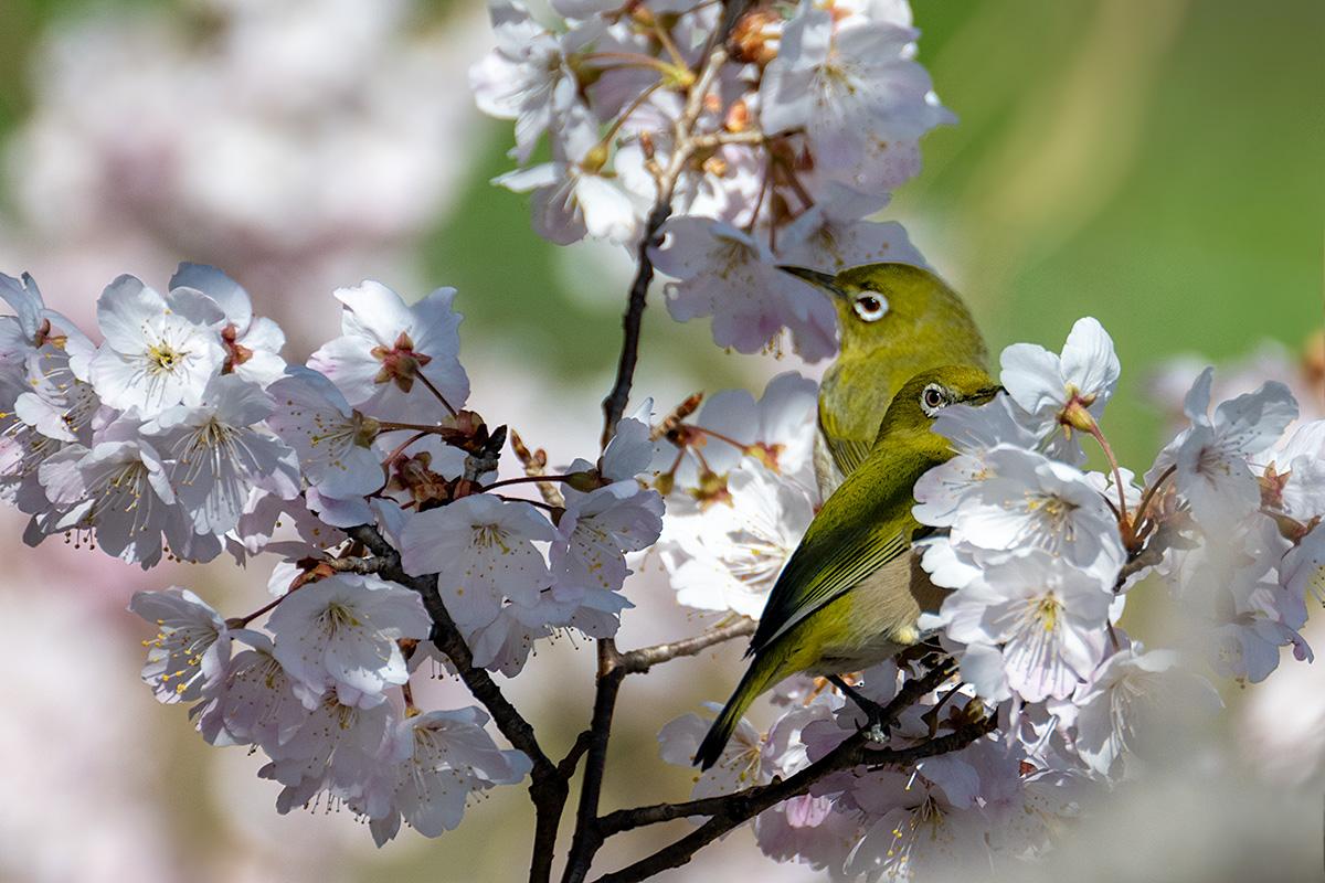 早咲き桜　春めき（ハルメキ）とメジロ