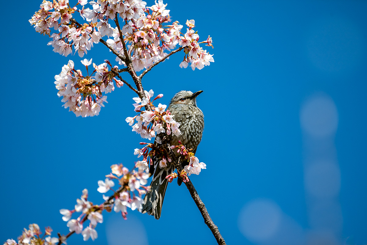 玉縄桜とヒヨドリ