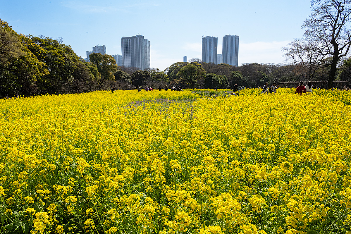 浜離宮恩賜庭園の菜の花