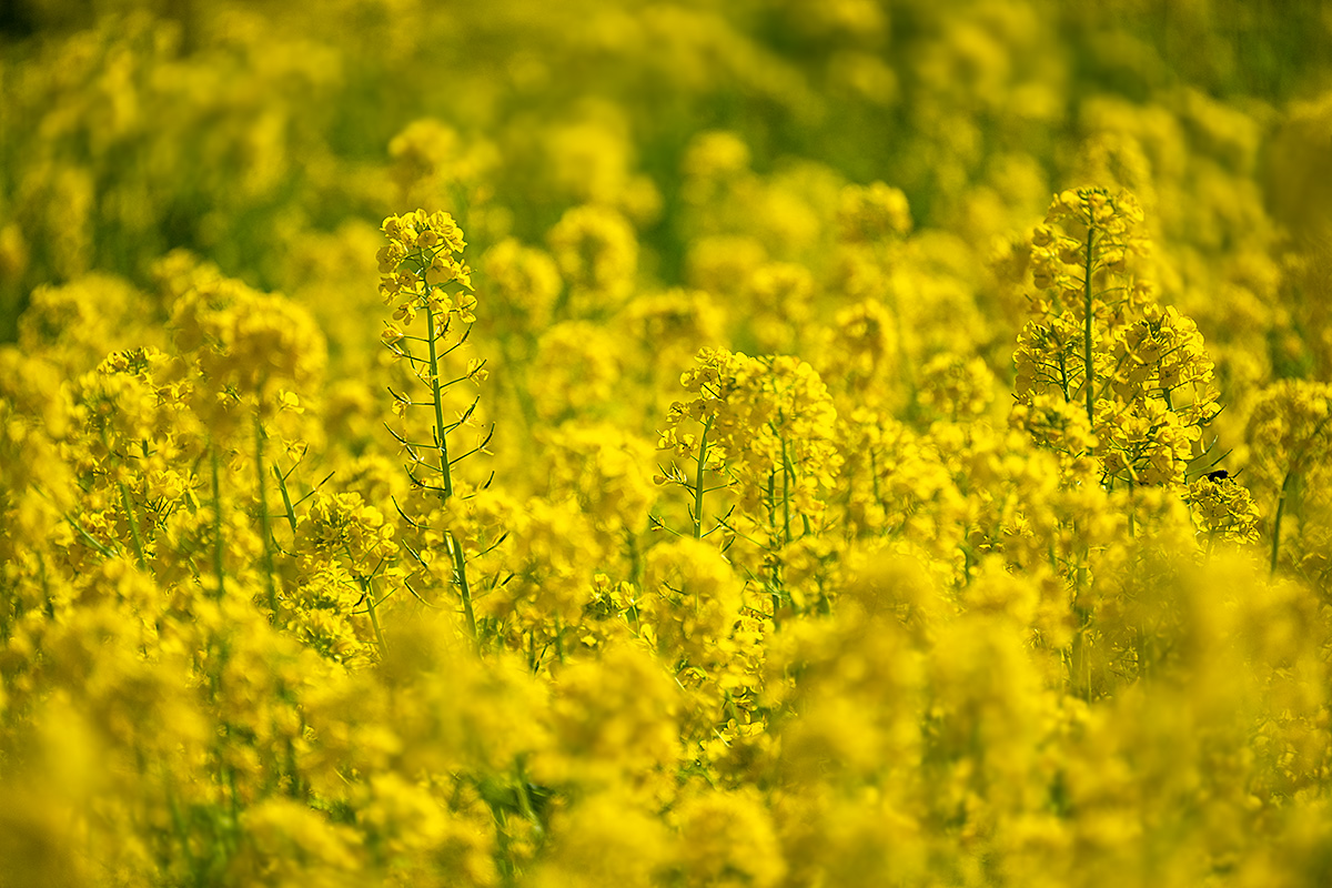 浜離宮恩賜庭園の菜の花