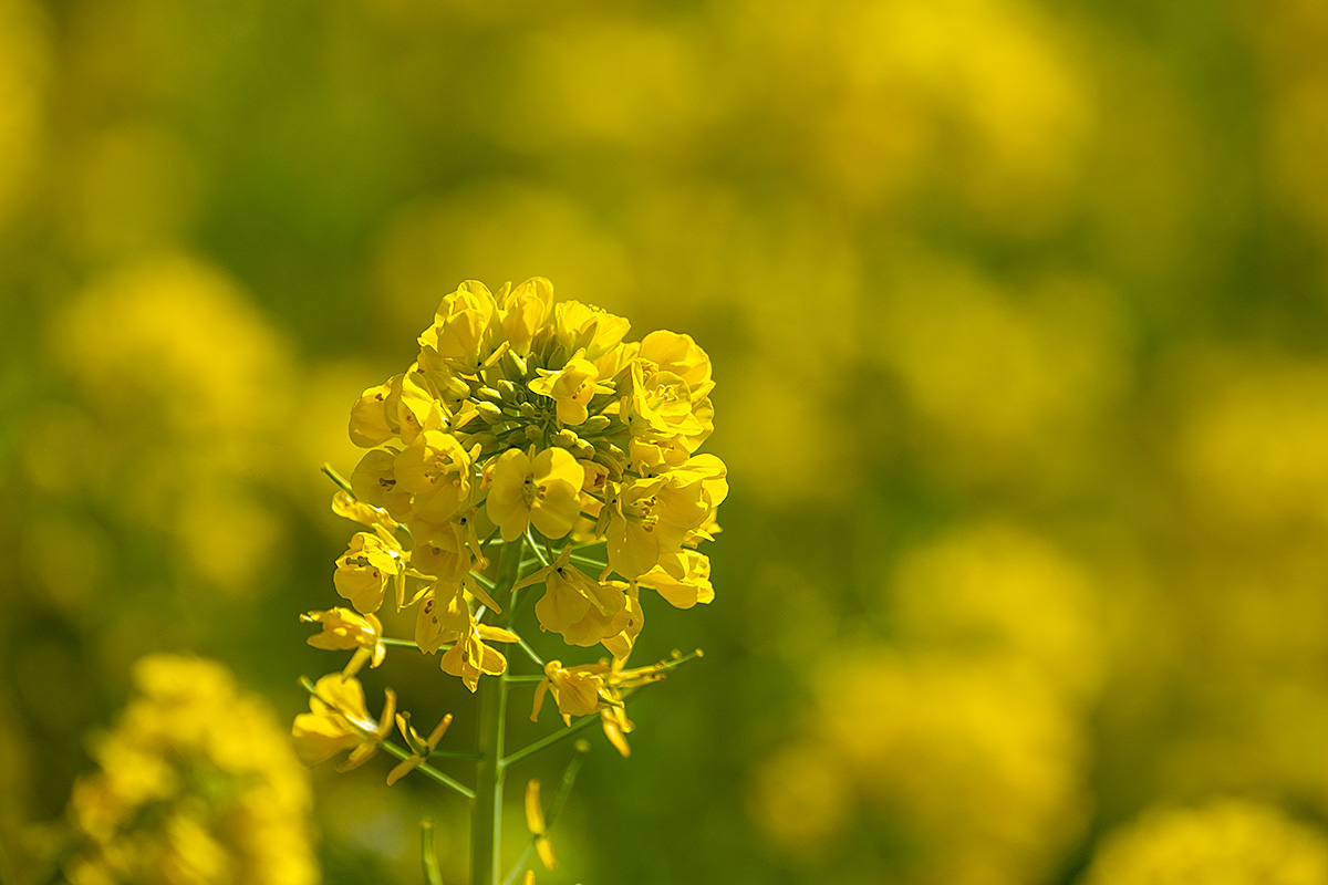 浜離宮恩賜庭園の菜の花