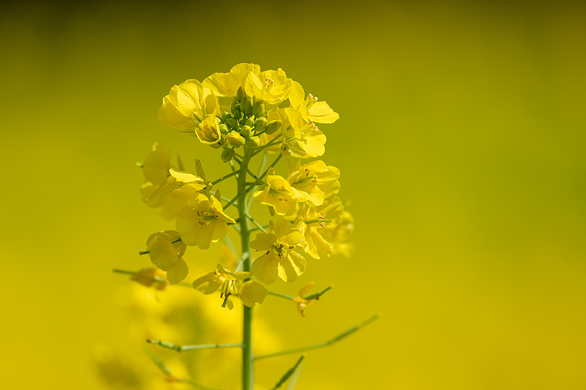 浜離宮恩賜庭園の菜の花