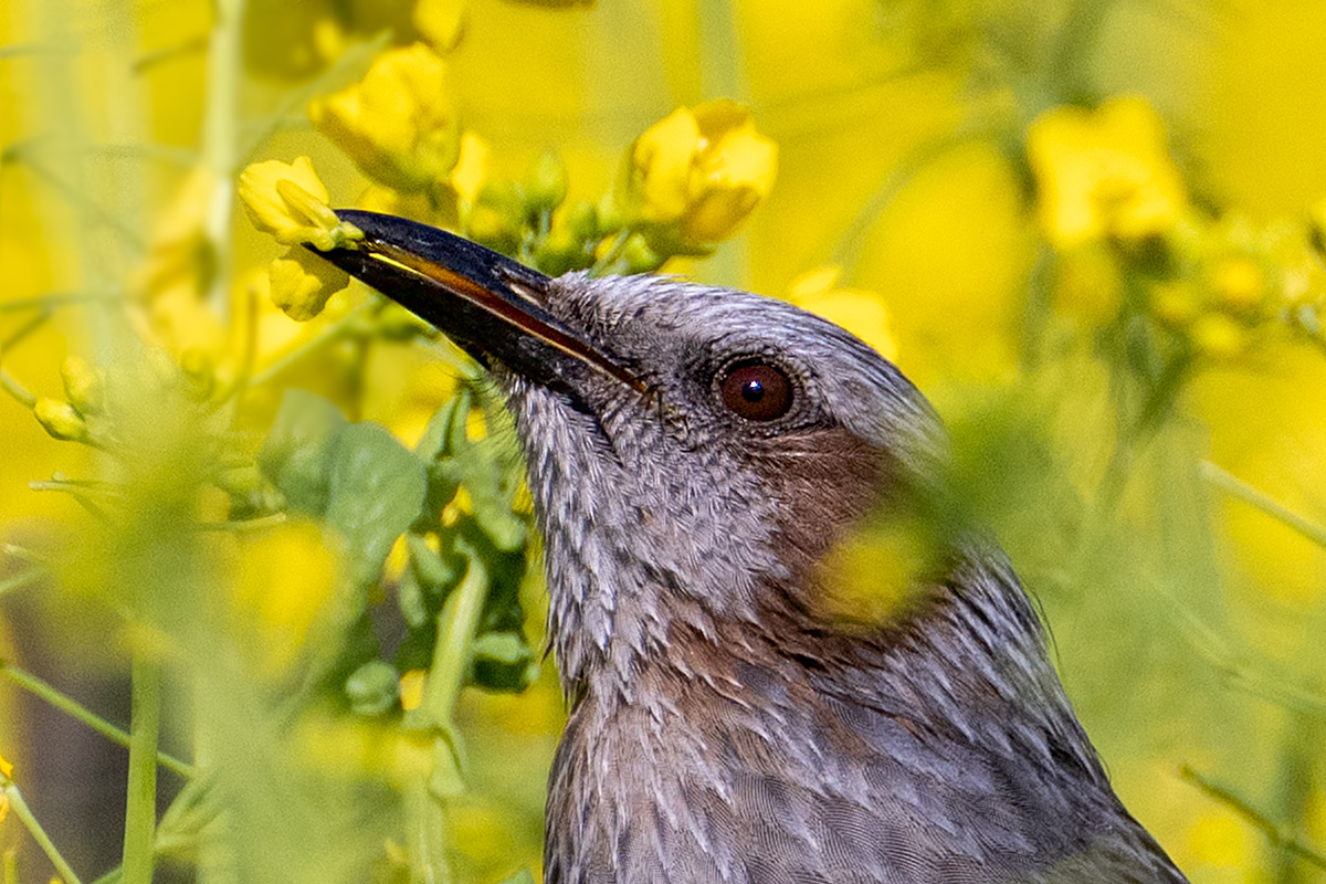 菜の花とヒヨドリ