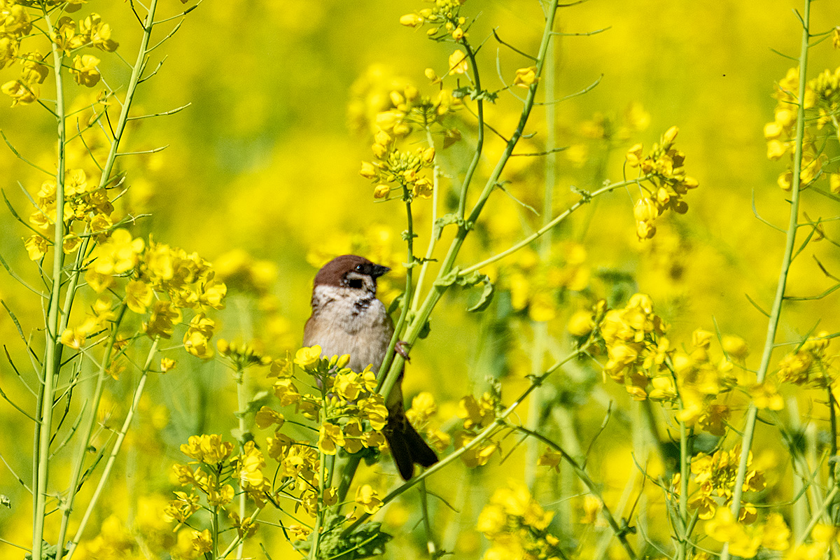 菜の花とスズメ