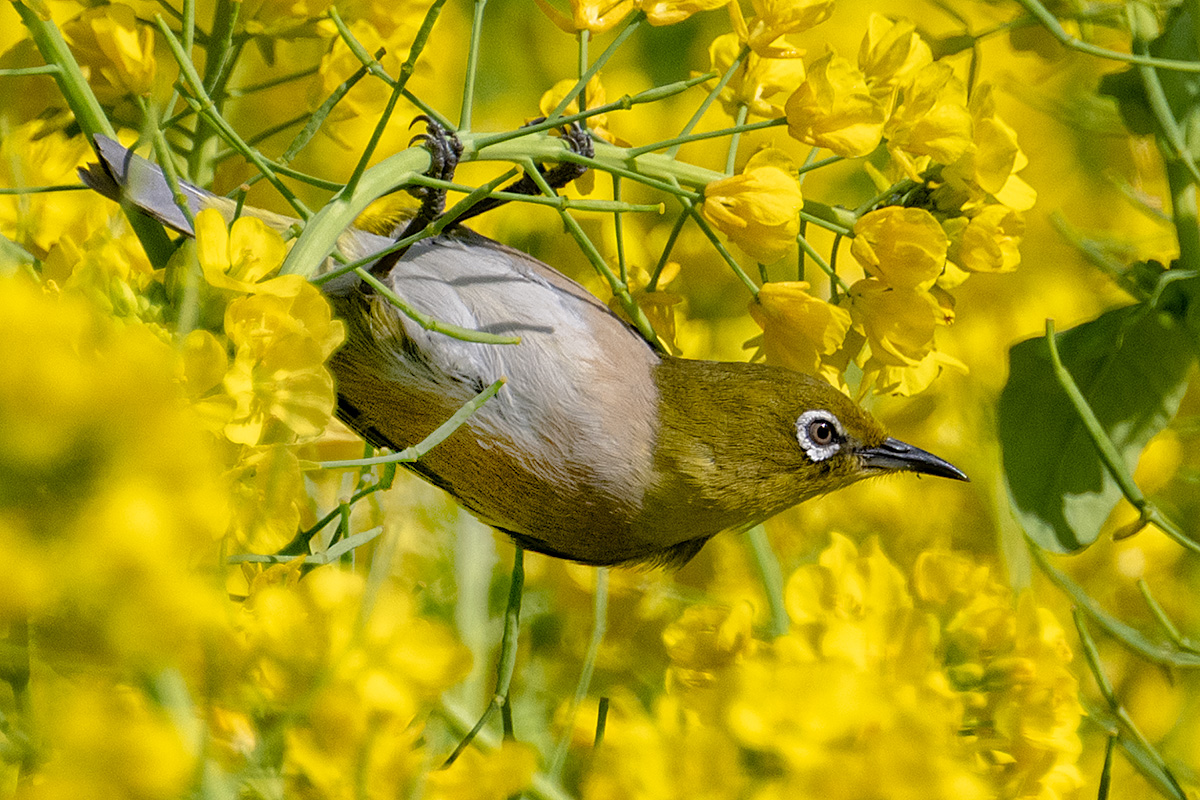 菜の花とメジロ