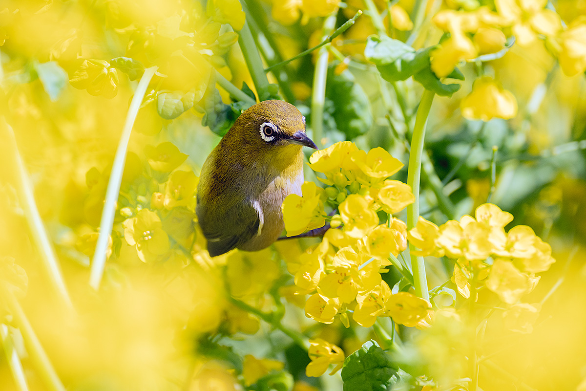 菜の花とメジロ