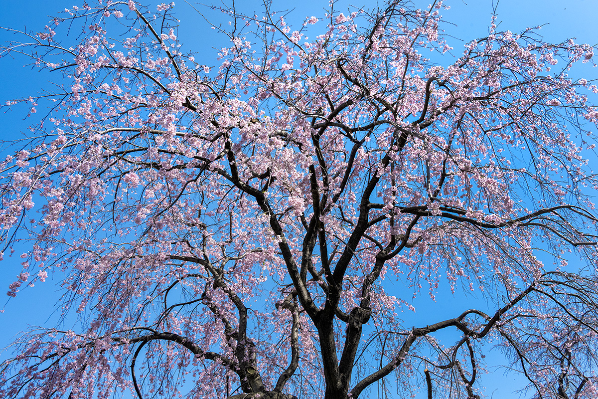 山下公園の枝垂れ桜