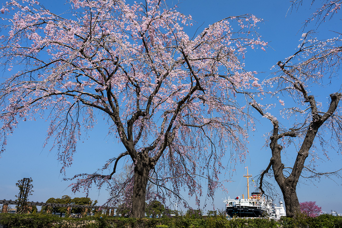 山下公園の枝垂れ桜
