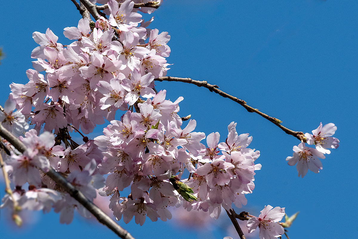 山下公園の枝垂れ桜