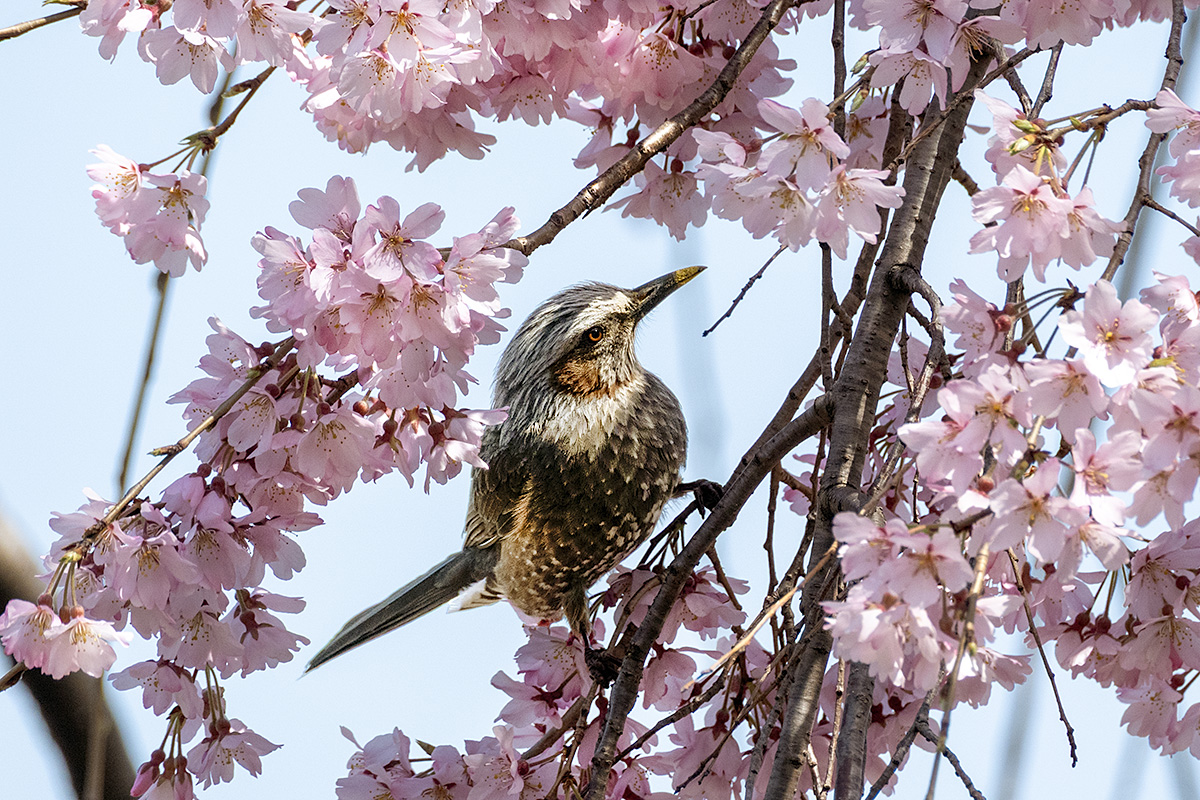 山下公園の枝垂れ桜んいヒヨドリ