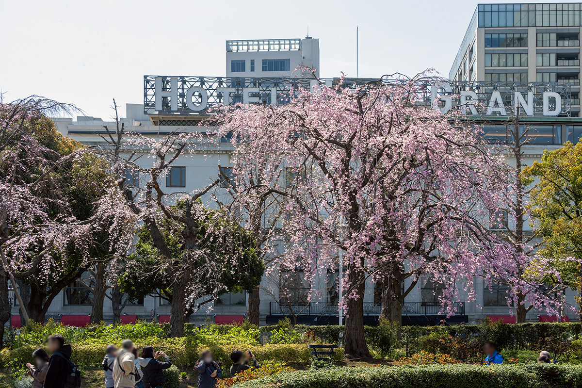 山下公園の枝垂れ桜とホテルニューグランド