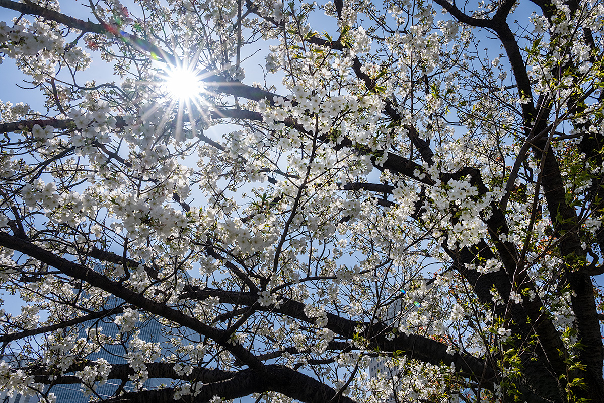 大島桜(オオシマザクラ)