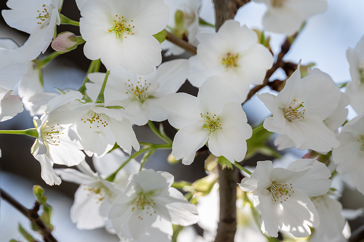 大島桜(オオシマザクラ)