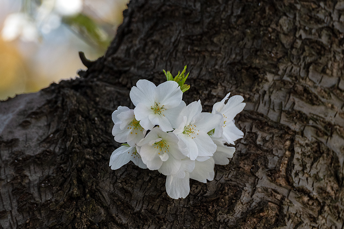 大島桜（オオシマザクラ）