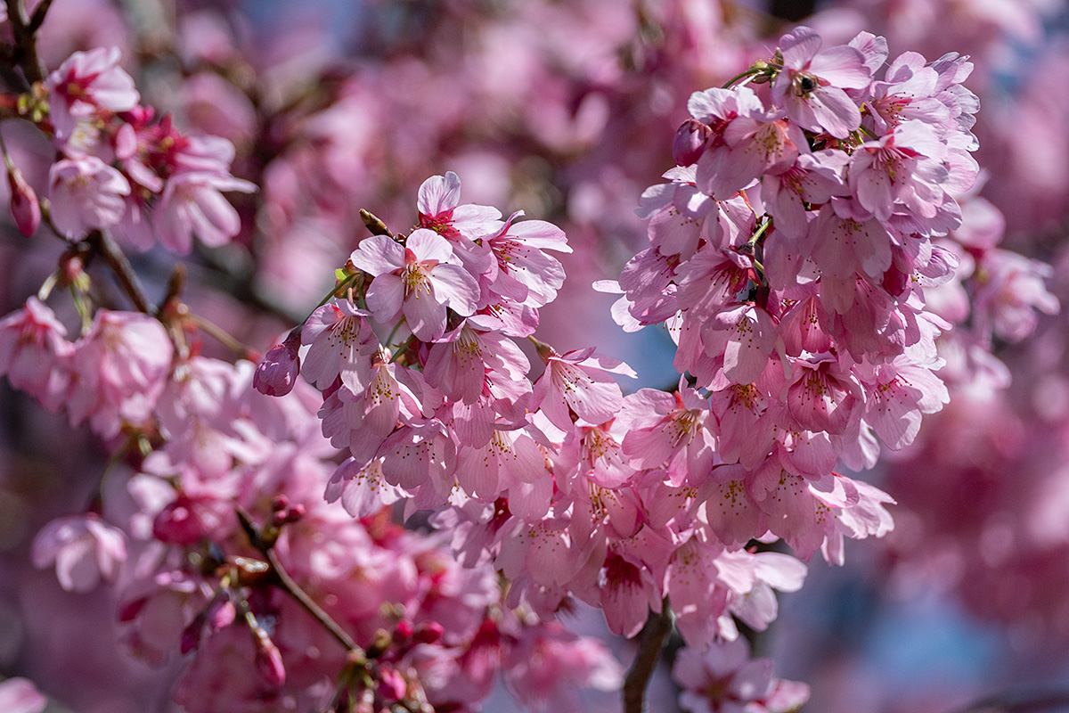 横浜緋桜（ヨコハマヒザクラ）