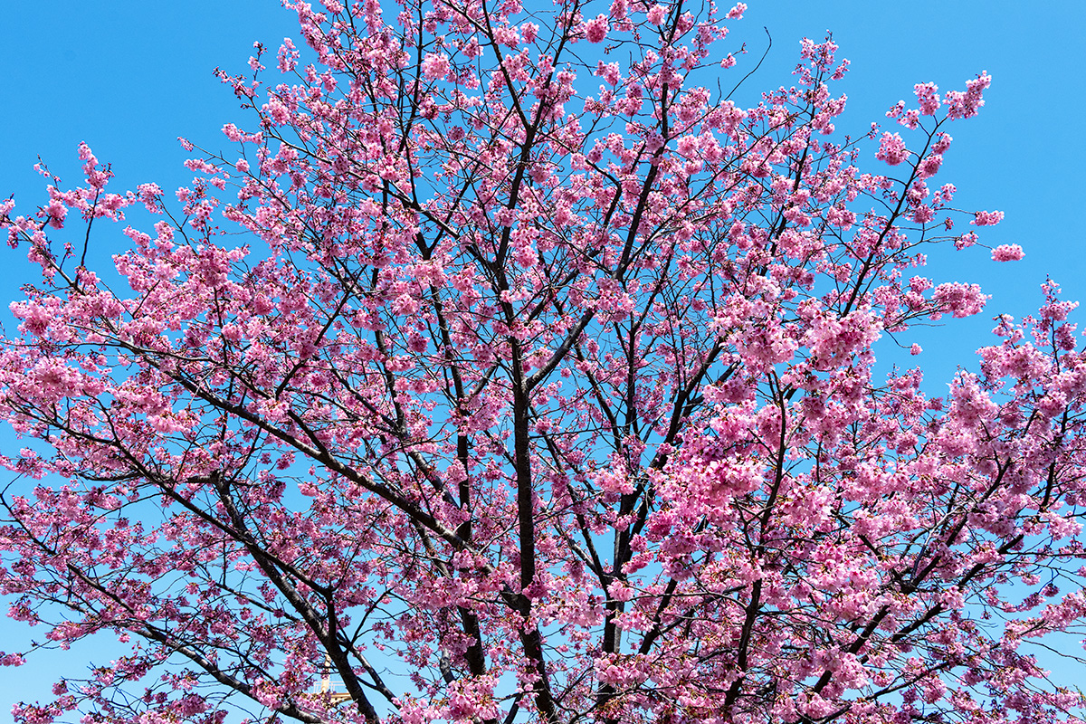 横浜緋桜（ヨコハマヒザクラ）