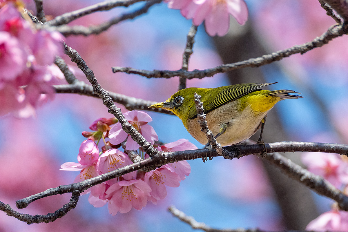 横浜緋桜（ヨコハマヒザクラ）とメジロ