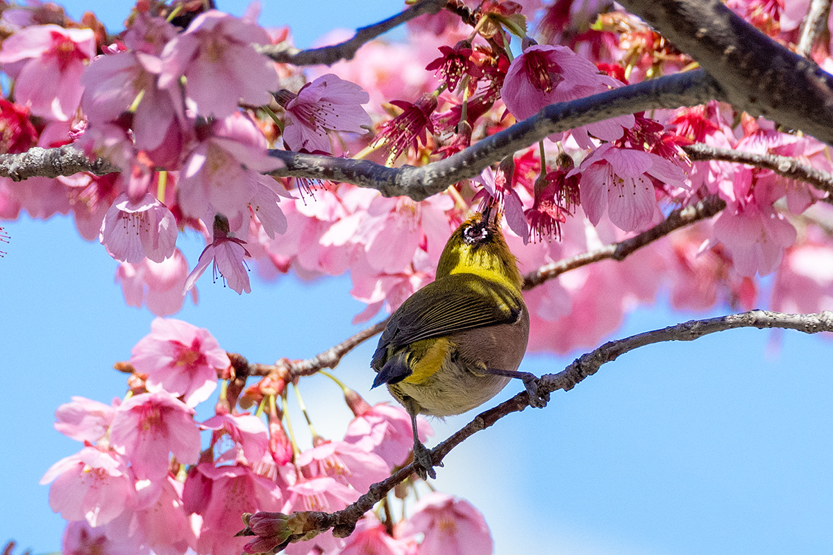 横浜緋桜（ヨコハマヒザクラ）とメジロ