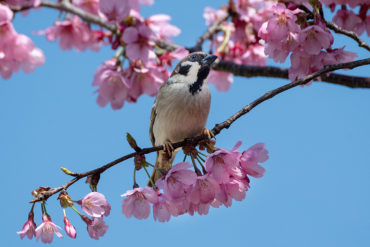 横浜緋桜（ヨコハマヒザクラ）とスズメ