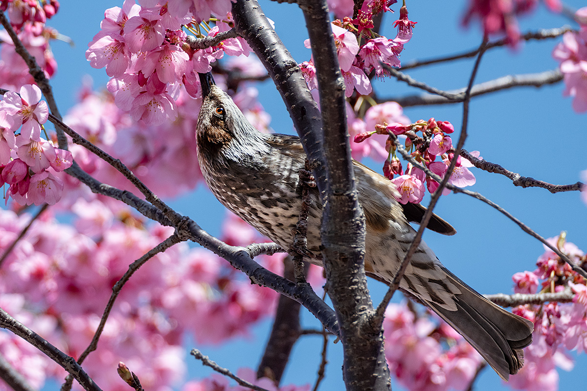 横浜緋桜（ヨコハマヒザクラ）とヒヨドリ
