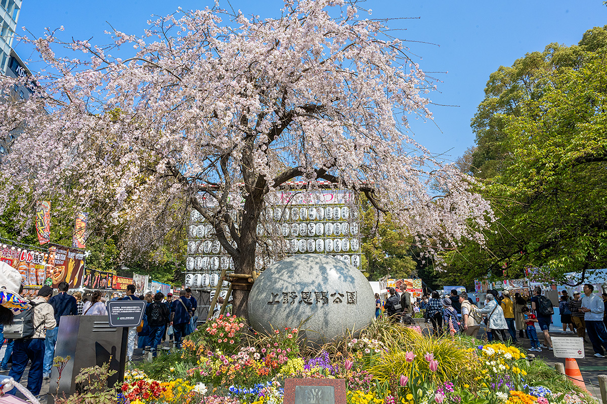 上野公園の桜