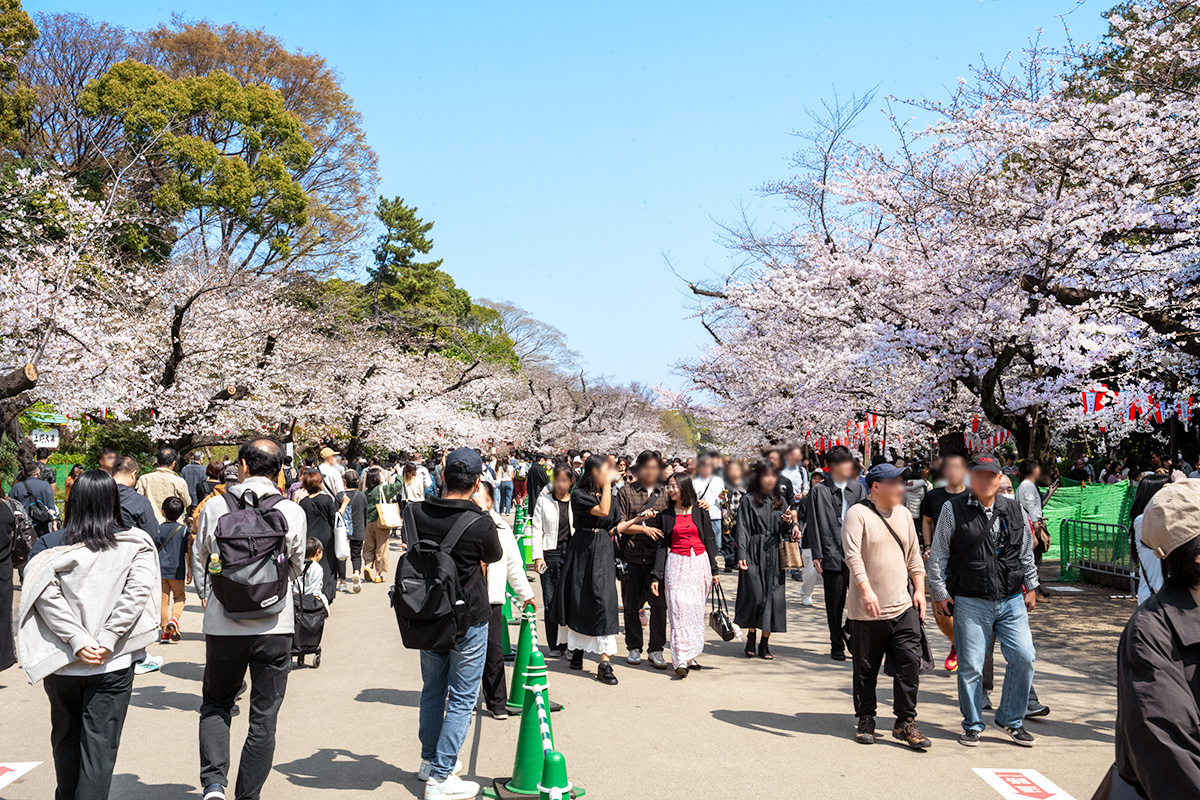 上野公園の桜