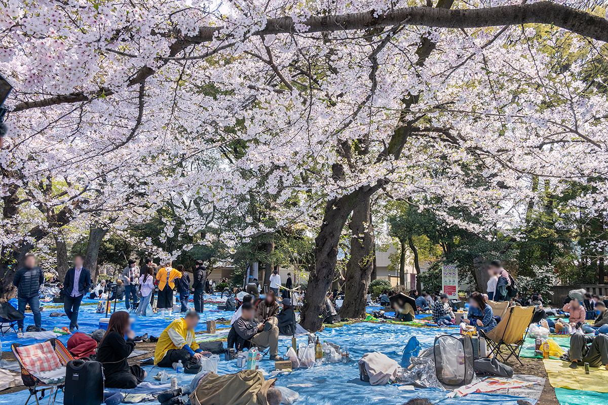 上野公園の桜