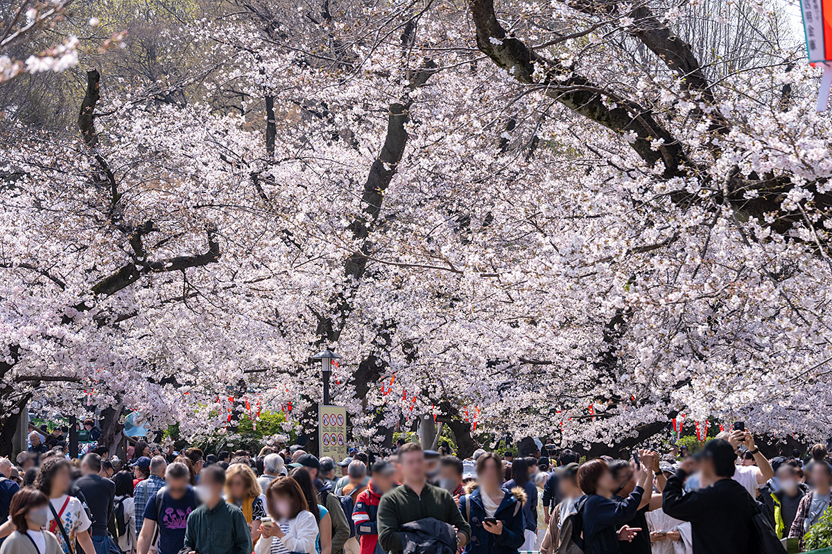 上野公園の桜