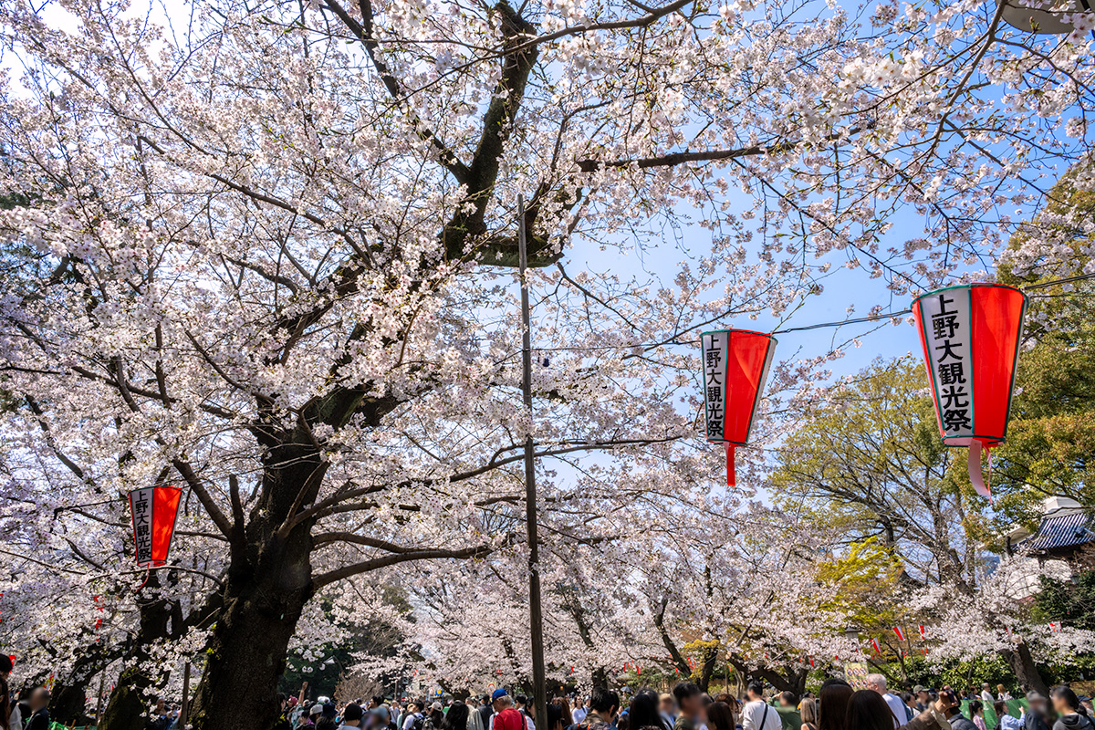 上野公園の桜